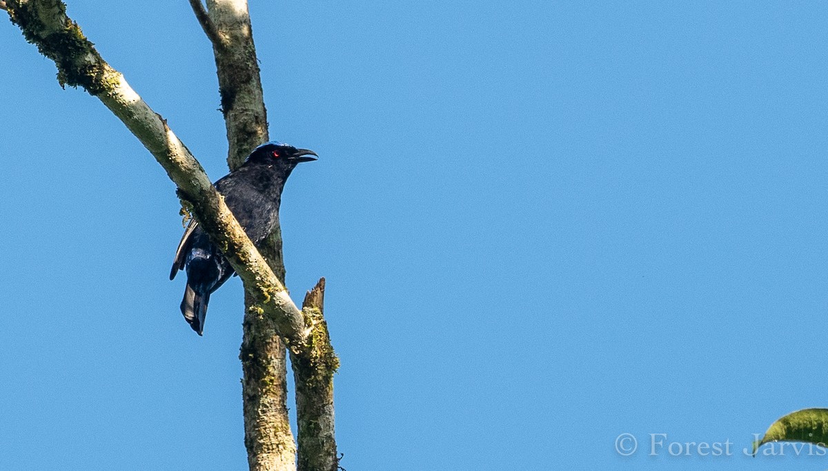 Philippine Fairy-bluebird - ML114997971