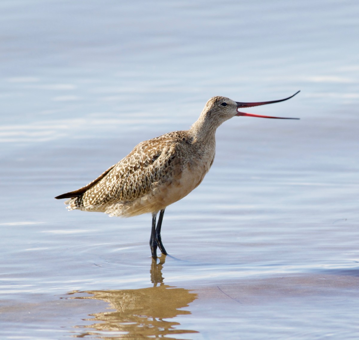 Marbled Godwit - ML114998361