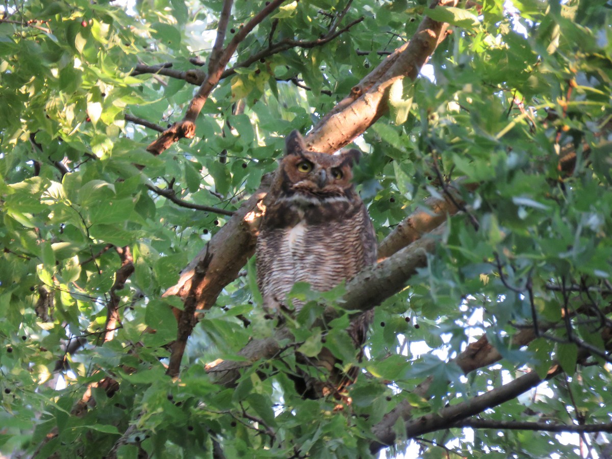 Great Horned Owl - ML114999261