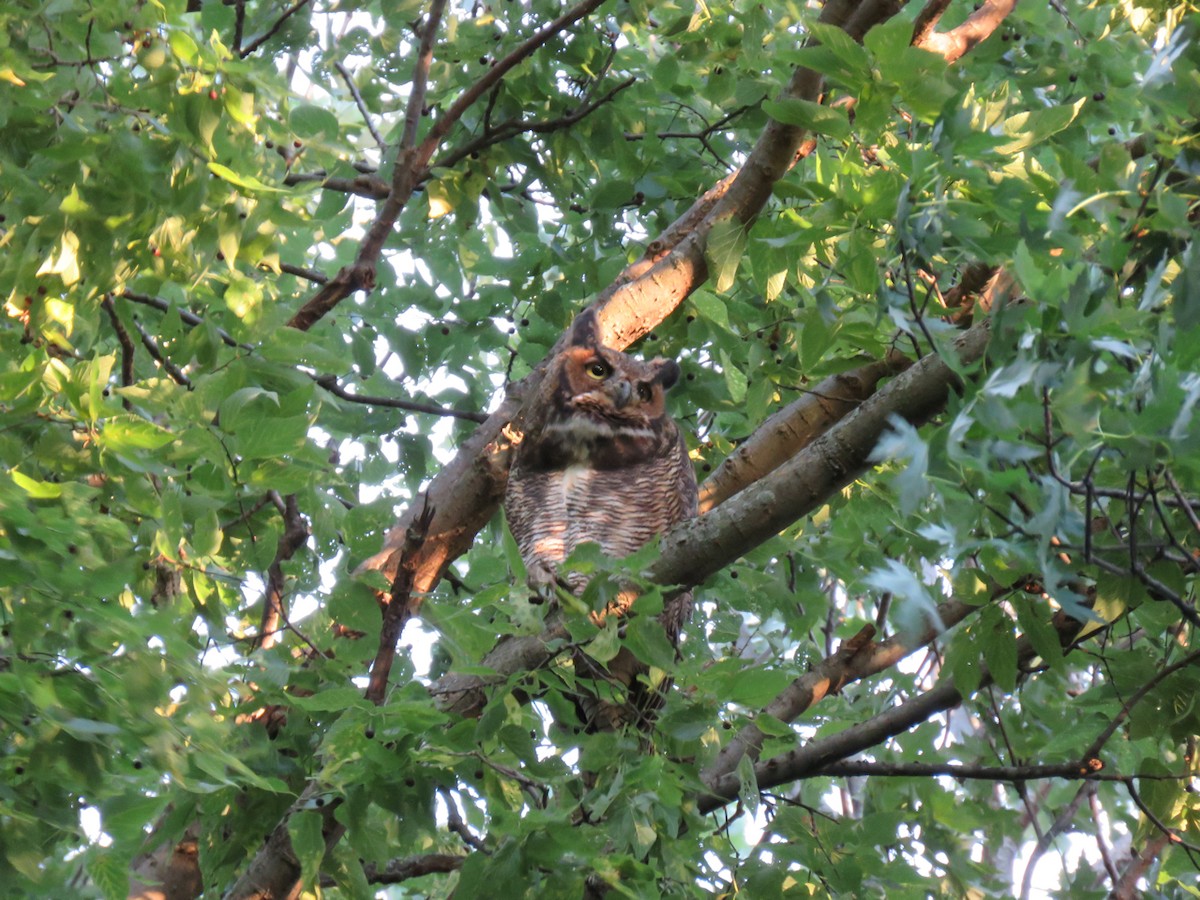 Great Horned Owl - ML114999271