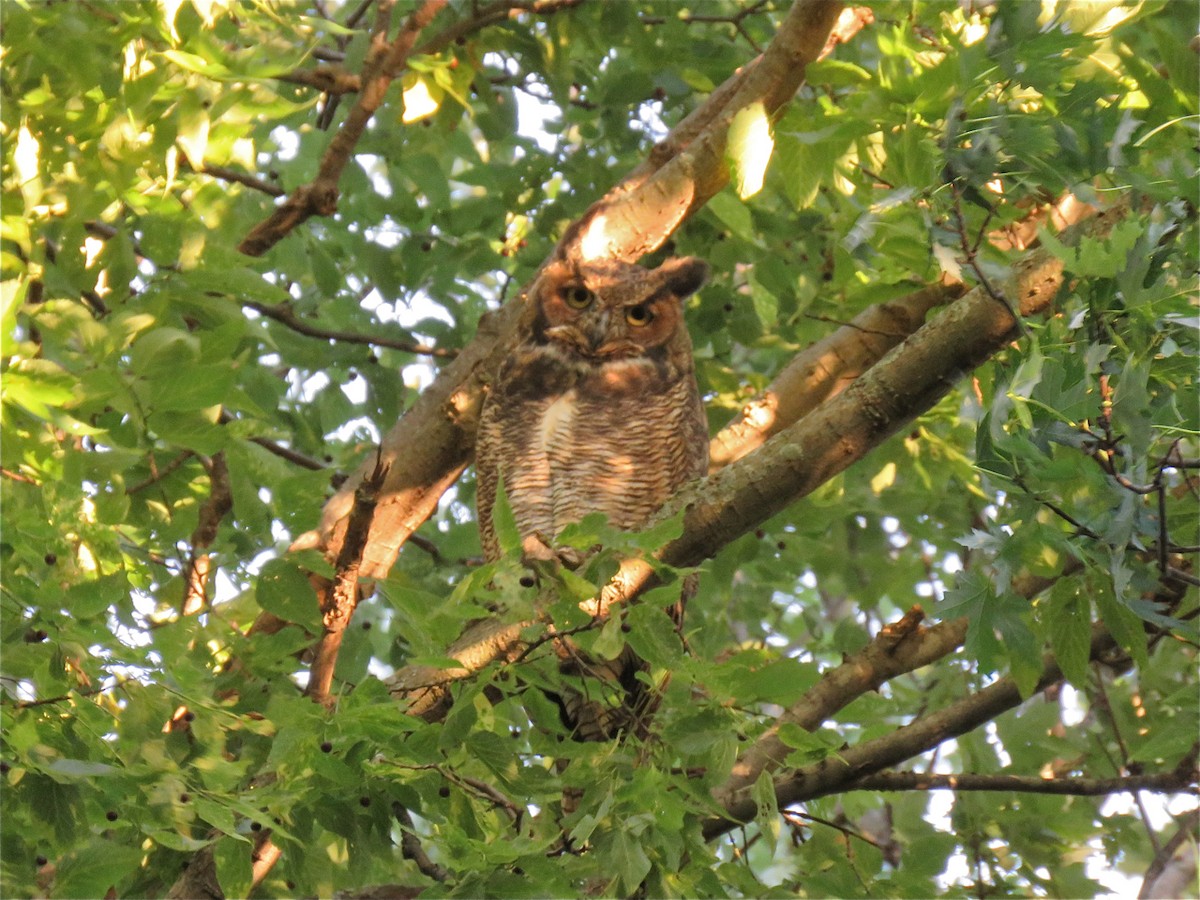 Great Horned Owl - ML114999281