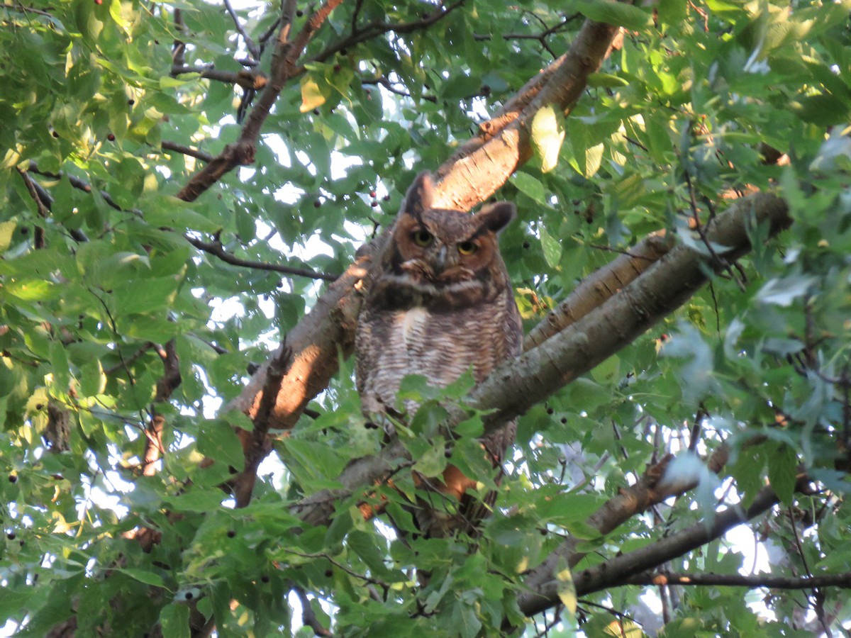 Great Horned Owl - ML114999291