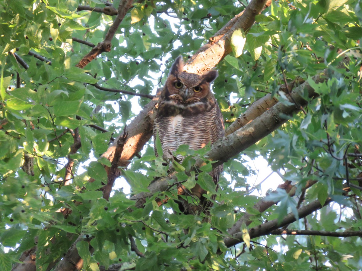 Great Horned Owl - ML114999301