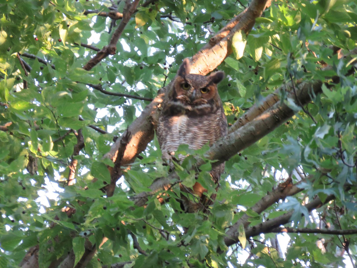 Great Horned Owl - ML114999311