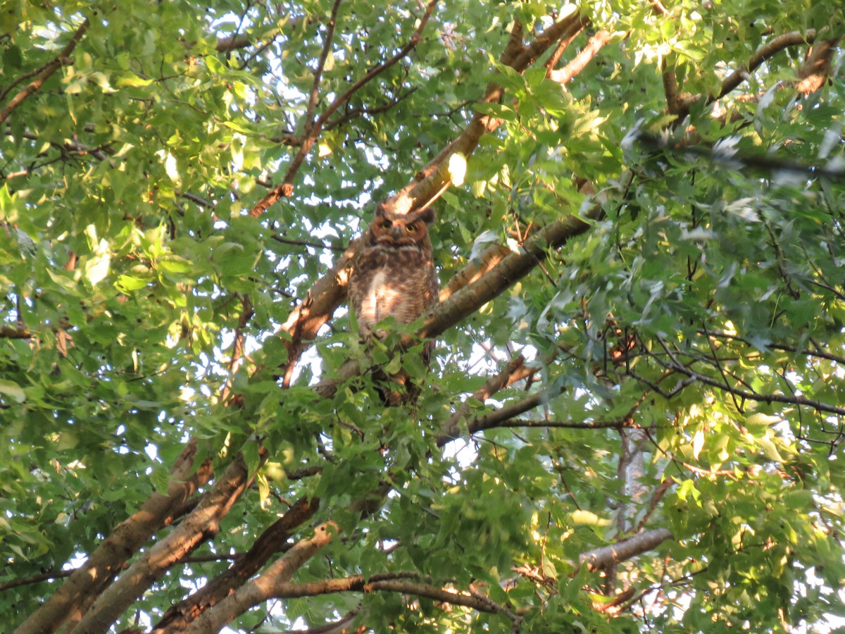 Great Horned Owl - ML114999341