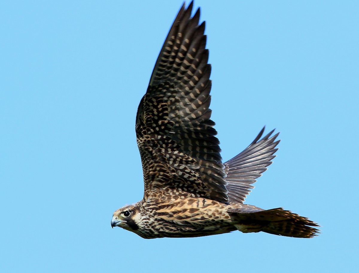 Peregrine Falcon - Serge Rivard