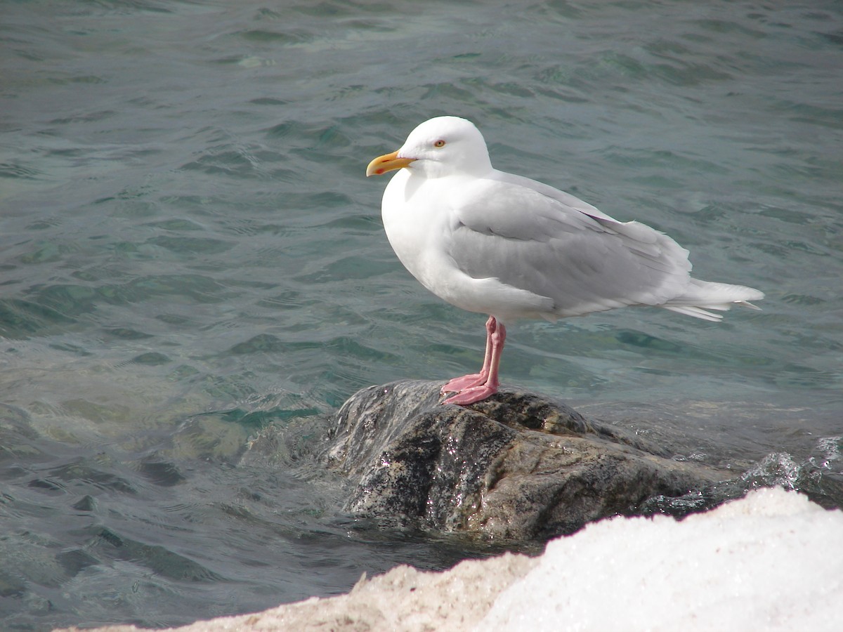 Glaucous Gull - ML115001741