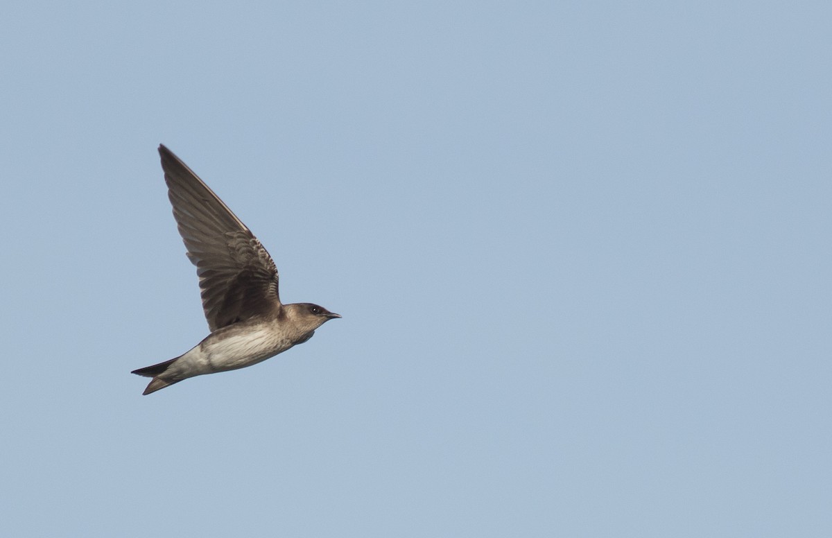 Purple Martin - ML115002561