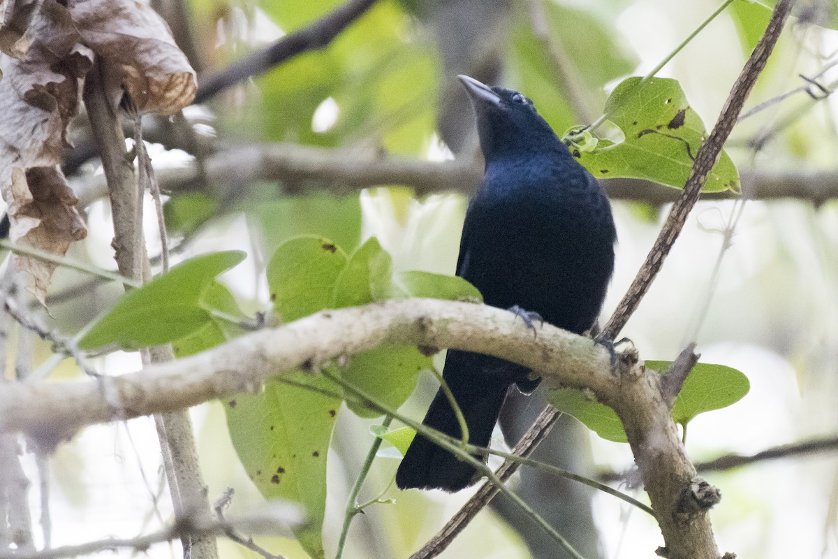 Ruby-crowned Tanager - ML115003151