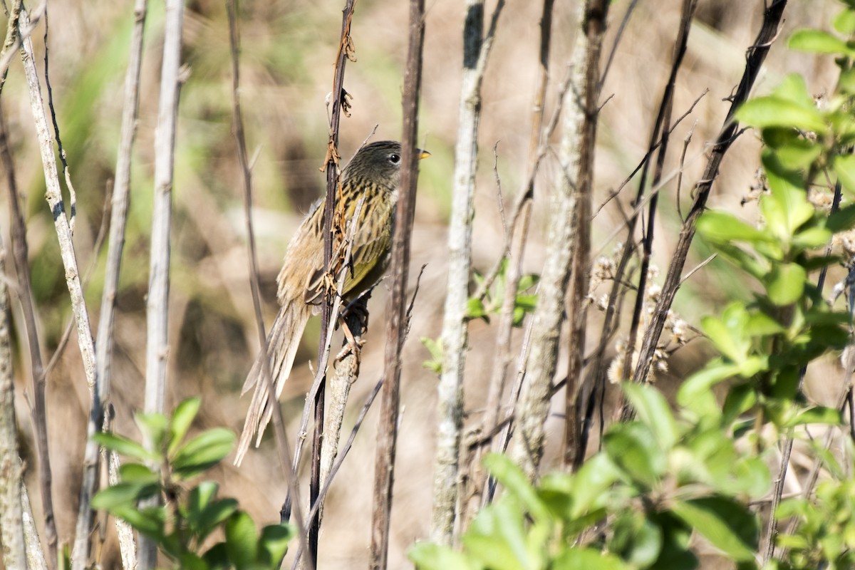 Wedge-tailed Grass-Finch - ML115003621