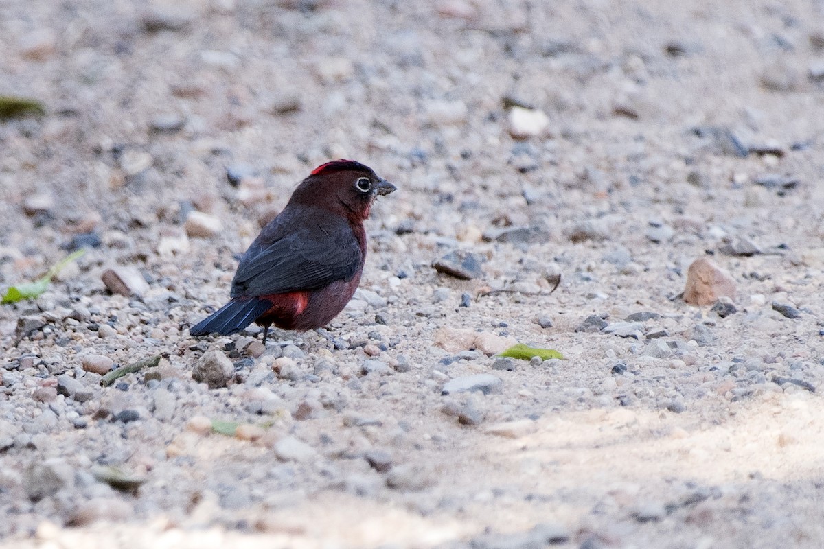 Red-crested Finch - ML115003641