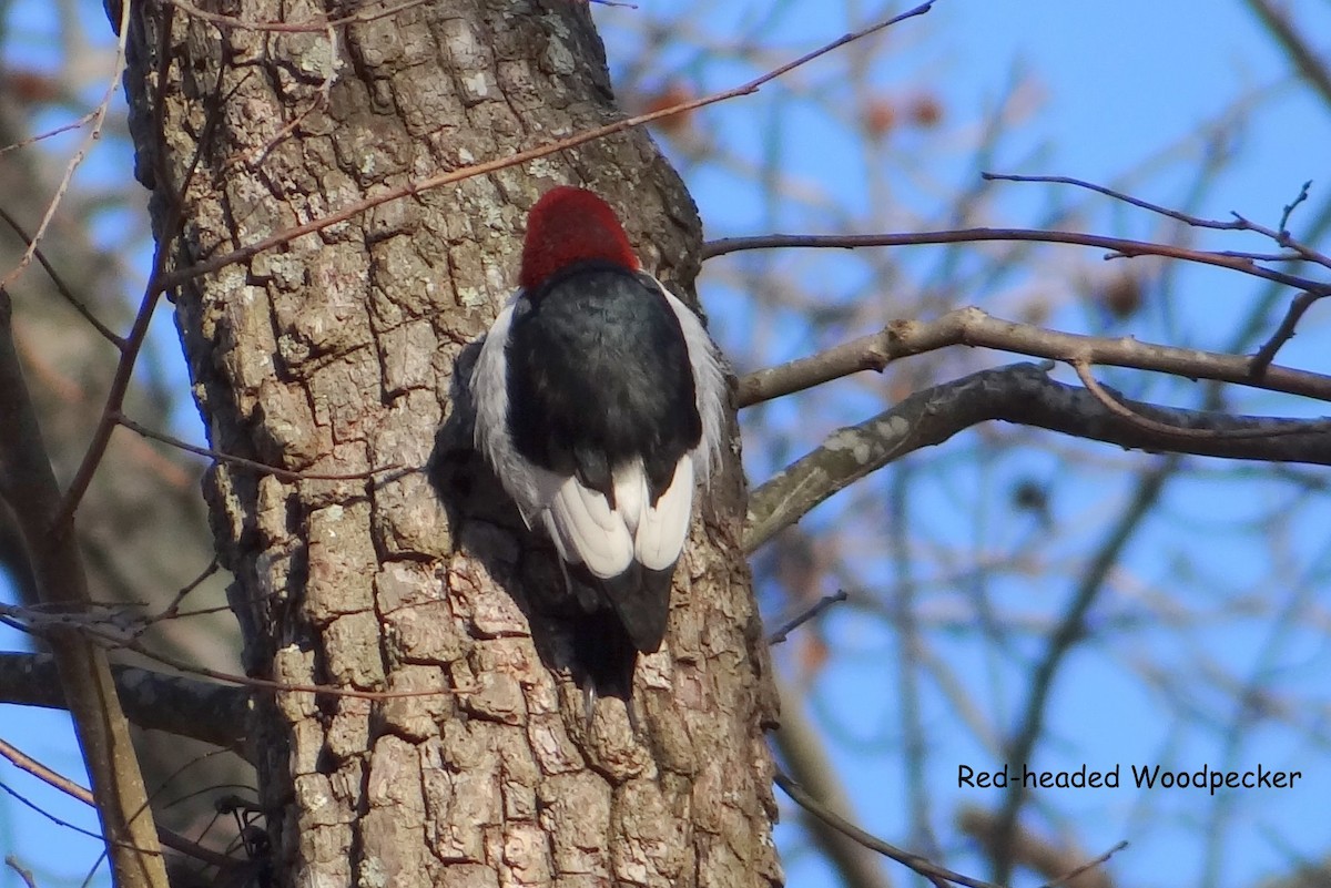 Red-headed Woodpecker - Karen & Tom Beatty