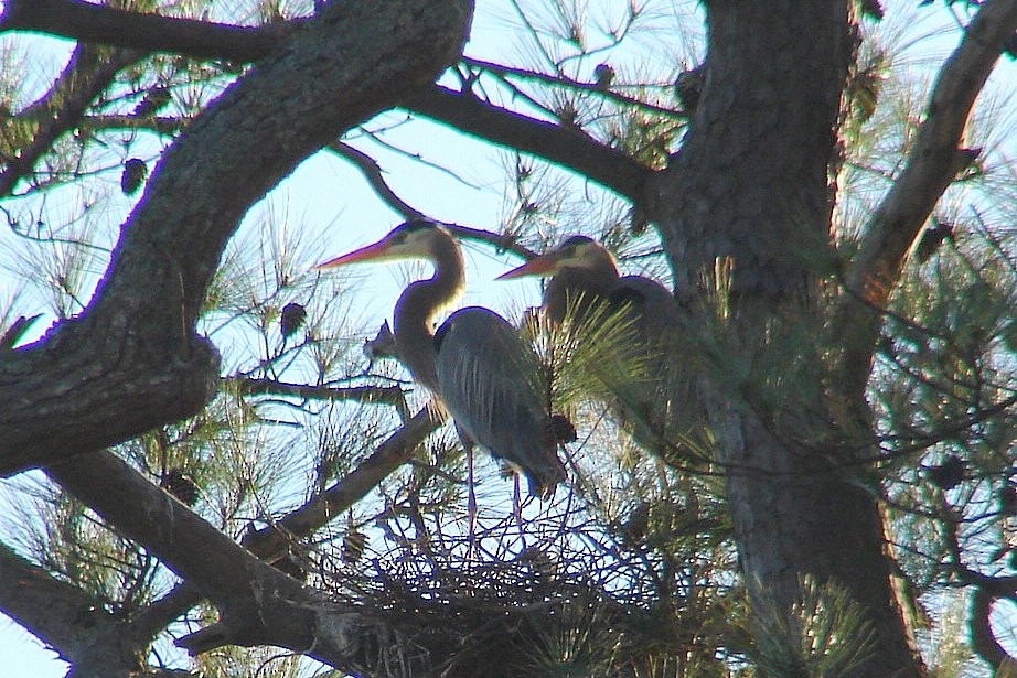 Great Blue Heron - ML115004381