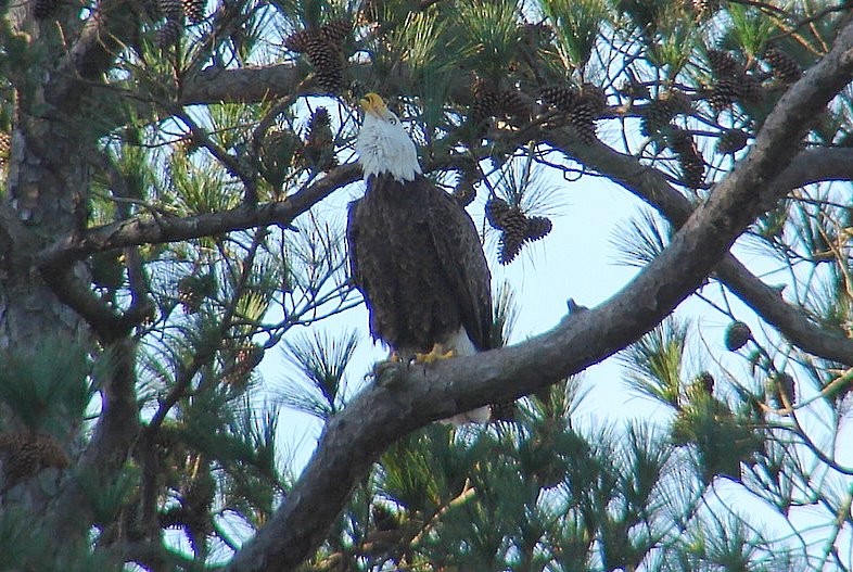 Bald Eagle - ML115004471