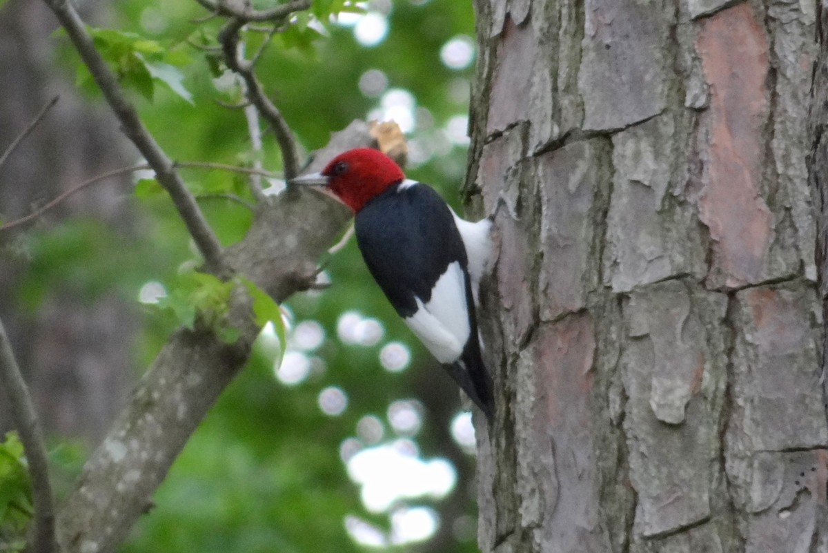 Red-headed Woodpecker - Karen & Tom Beatty