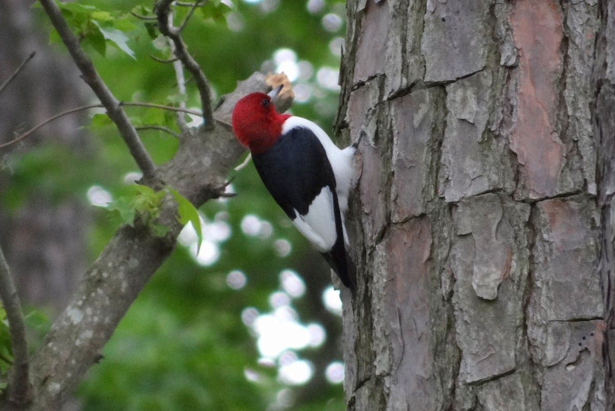 Red-headed Woodpecker - Karen & Tom Beatty