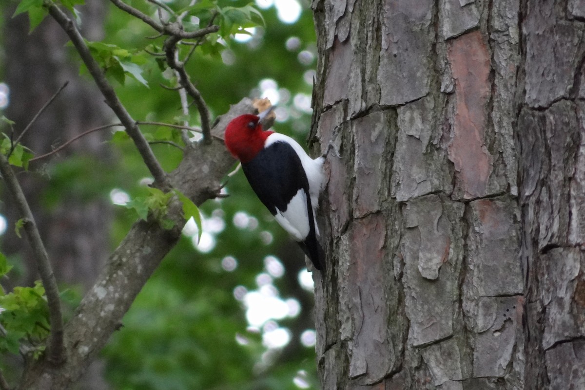 Red-headed Woodpecker - Karen & Tom Beatty