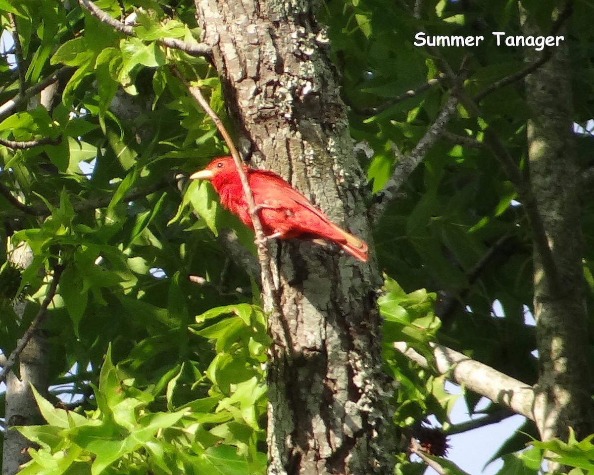 Summer Tanager - Karen & Tom Beatty