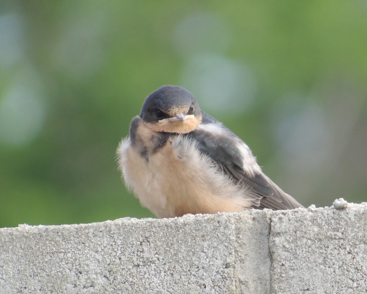 Barn Swallow - ML115005831