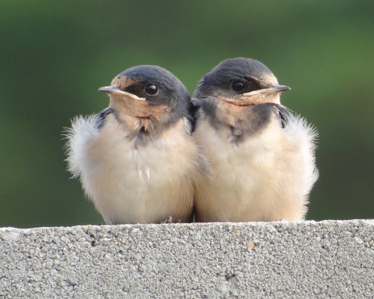 Barn Swallow - Karen & Tom Beatty