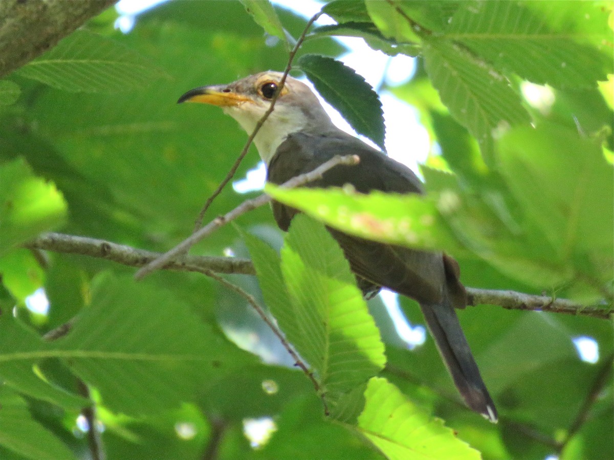 Yellow-billed Cuckoo - ML115005981