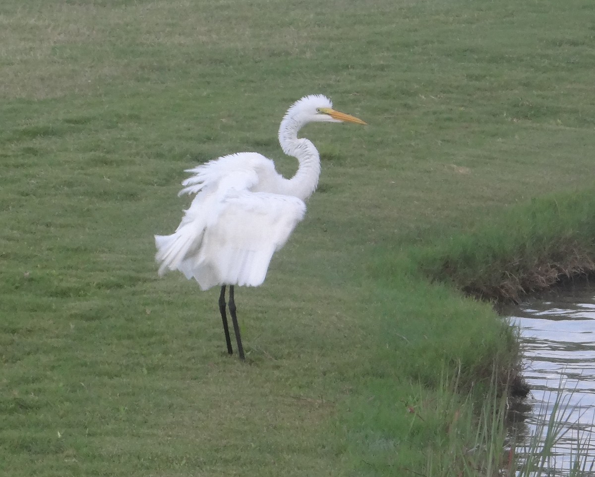 Great Egret - ML115006171