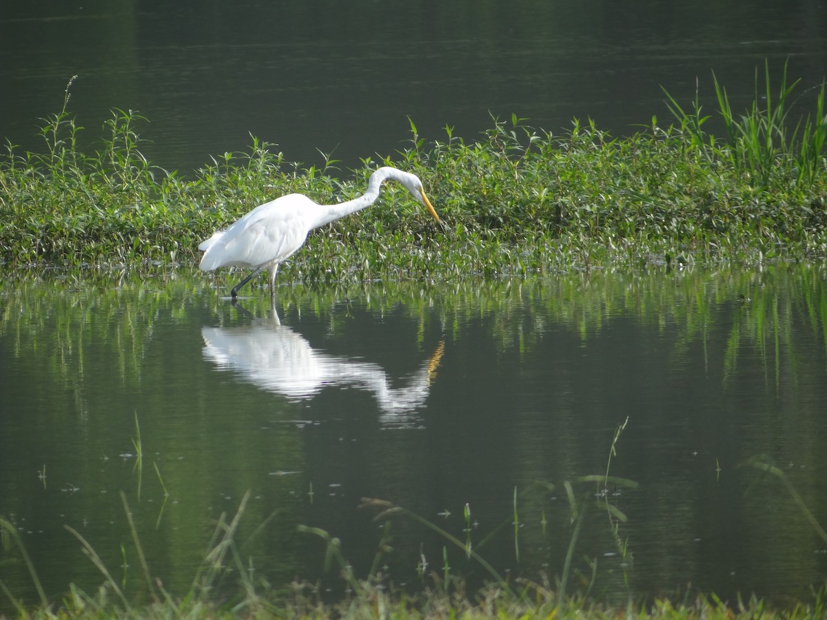 Great Egret - Karen & Tom Beatty