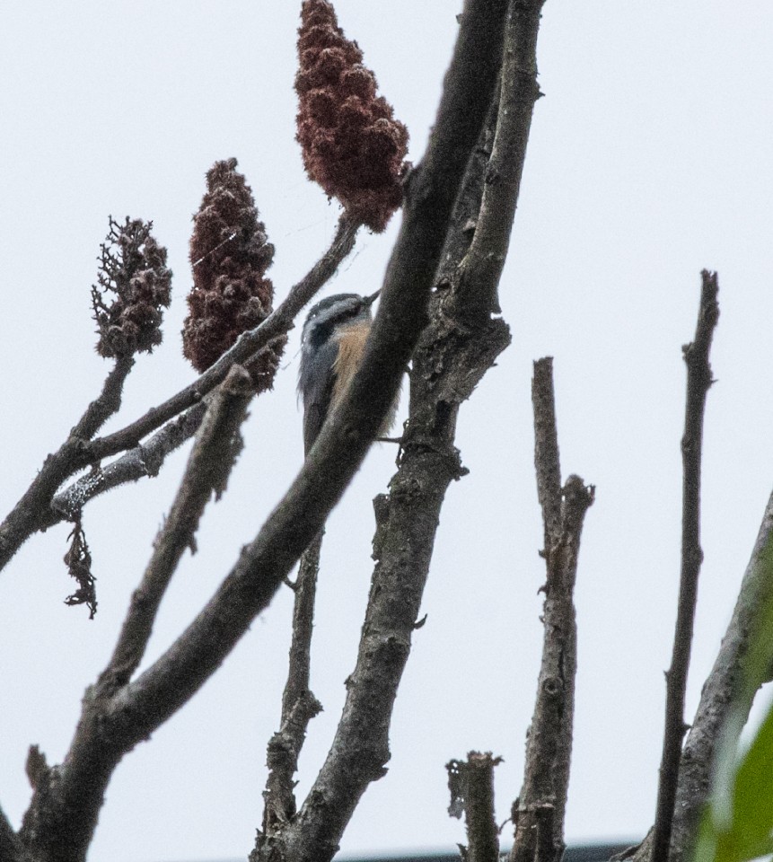 Red-breasted Nuthatch - ML115006301