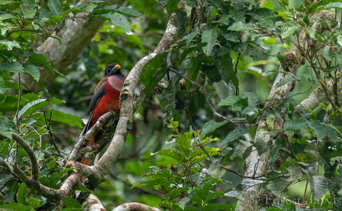 Philippine Trogon - Forest Botial-Jarvis