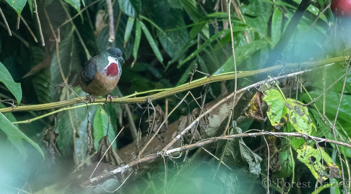 Mindanao Bleeding-heart - ML115006811