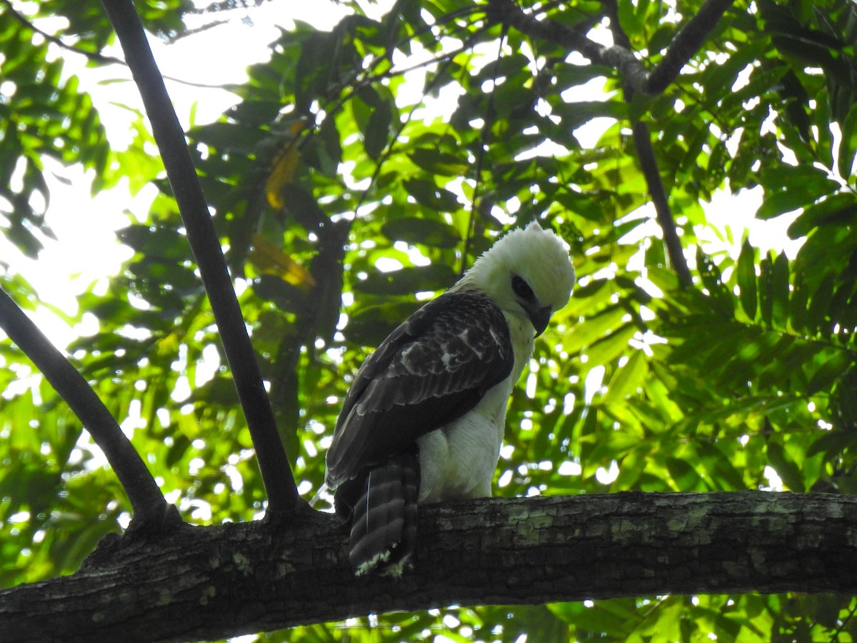 Sulawesi Hawk-Eagle - Pam Rasmussen