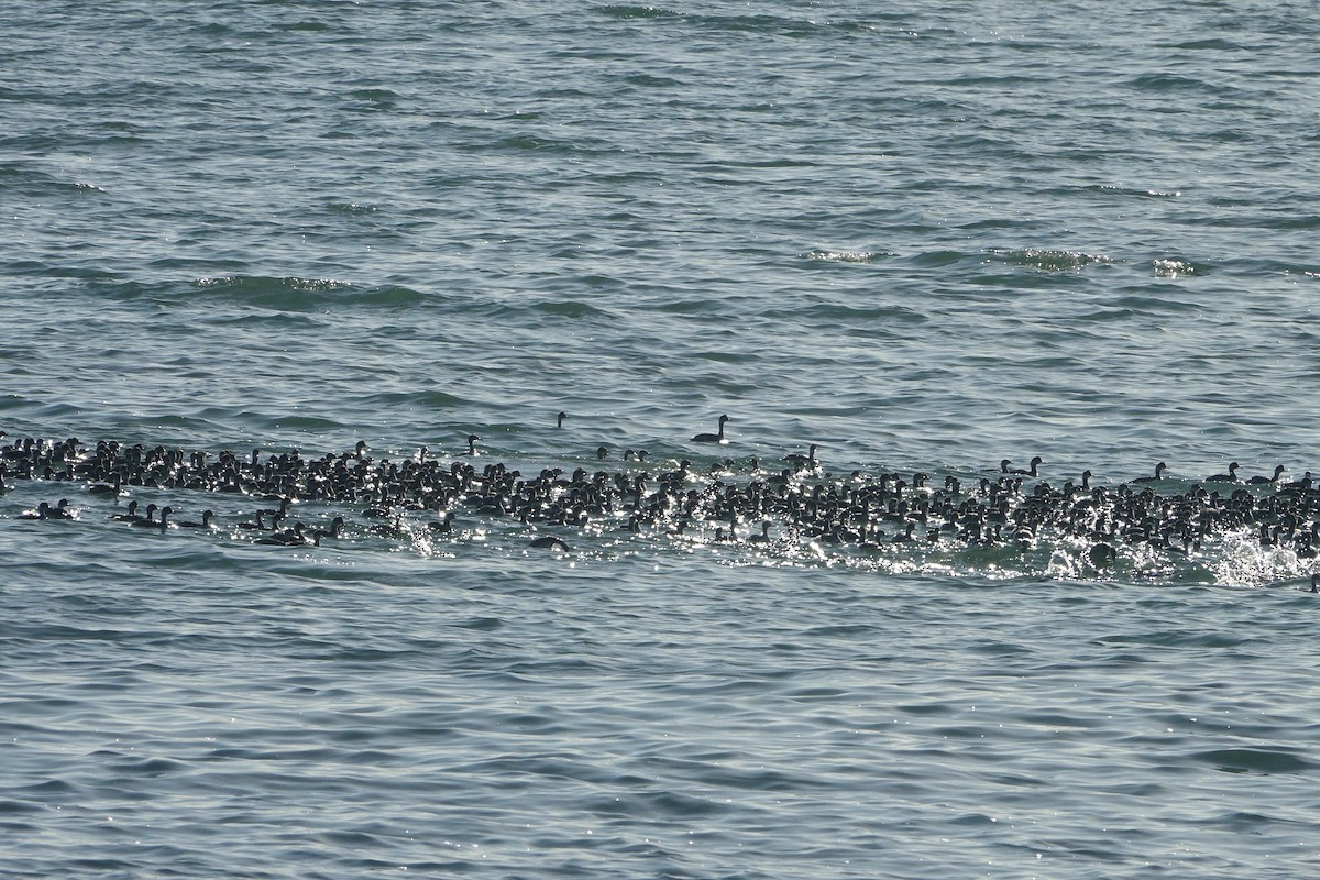 Eared Grebe - ML115008801