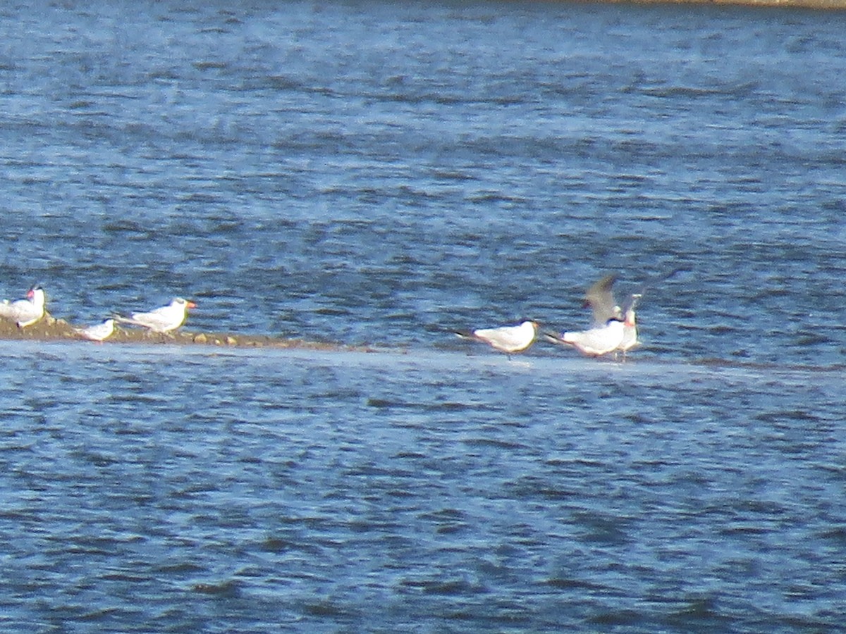 Forster's Tern - ML115009751