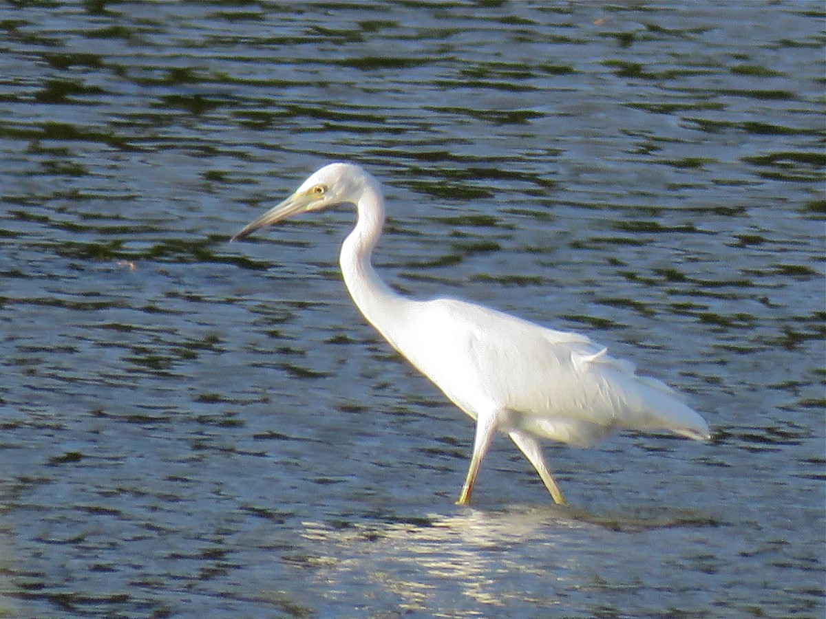 Little Blue Heron - ML115009771