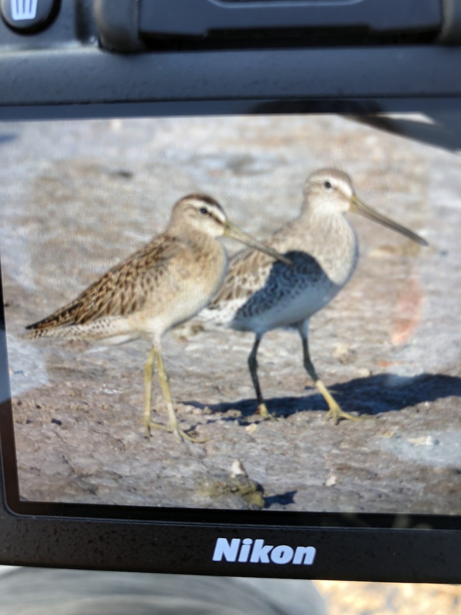 Long-billed Dowitcher - ML115011461