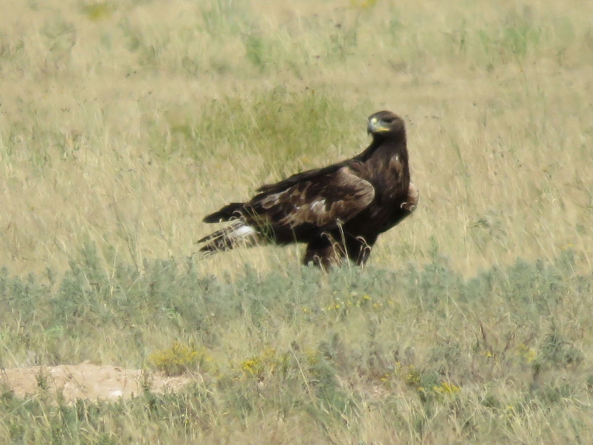 Golden Eagle - Marlin and Connie Andrus