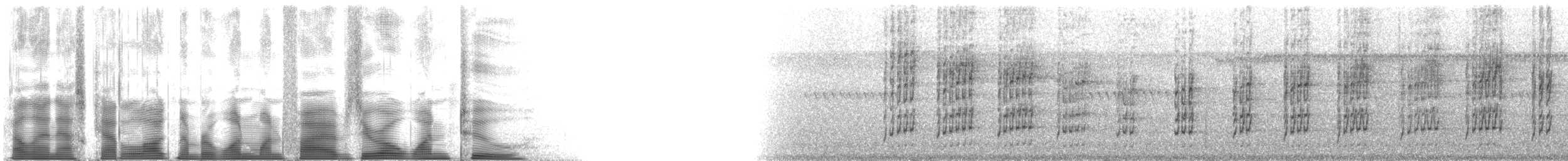 Schwarzschnabel-Pipratyrann (macconnelli) - ML115012