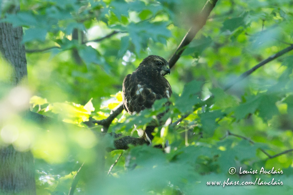 Broad-winged Hawk - Louise Auclair