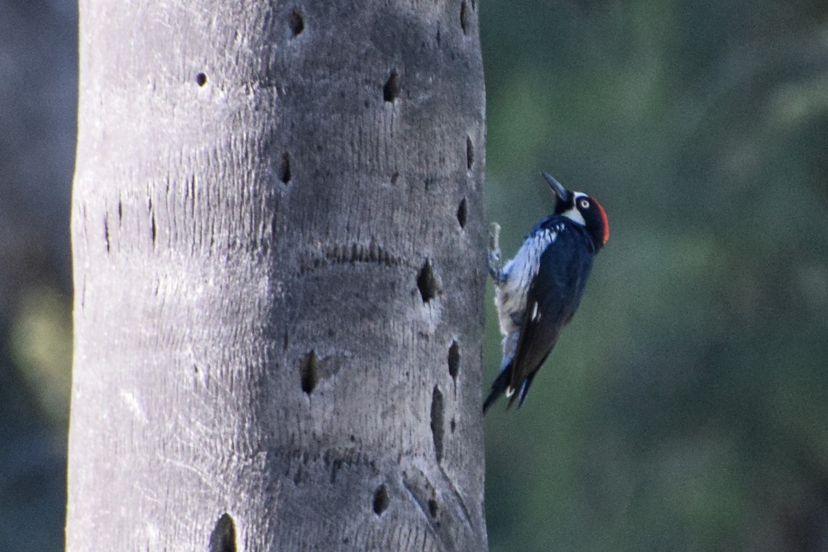 Acorn Woodpecker - Cynthia Howland-Hodson