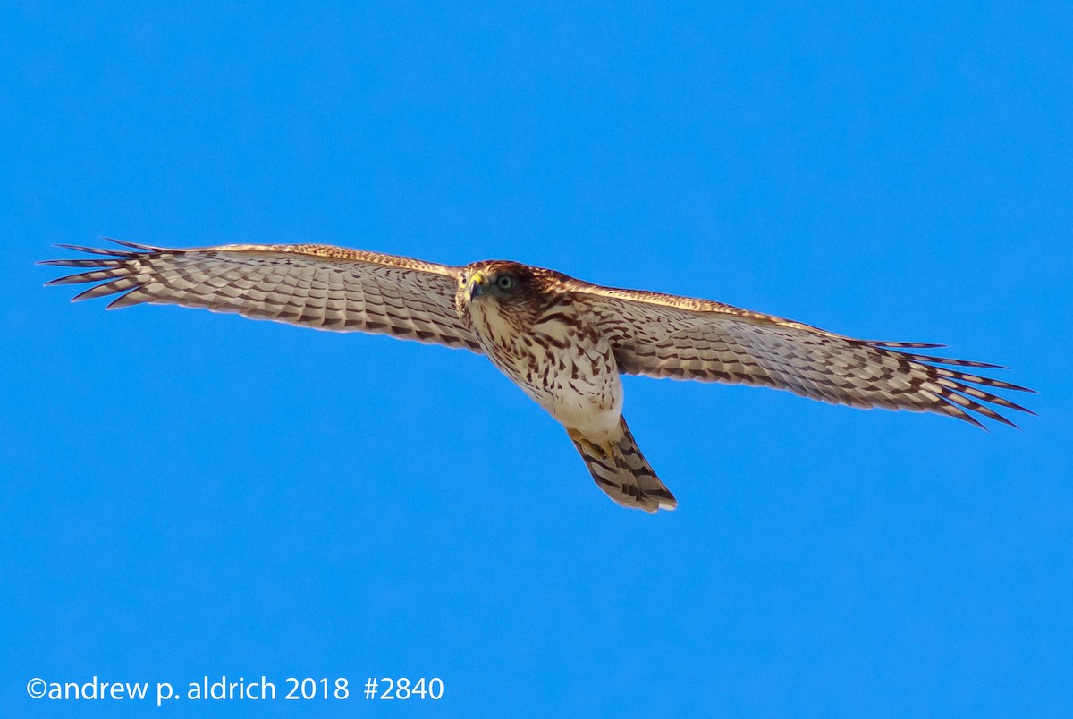 Cooper's Hawk - ML115015801