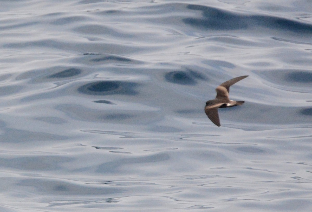 Leach's Storm-Petrel (Leach's) - ML115017051