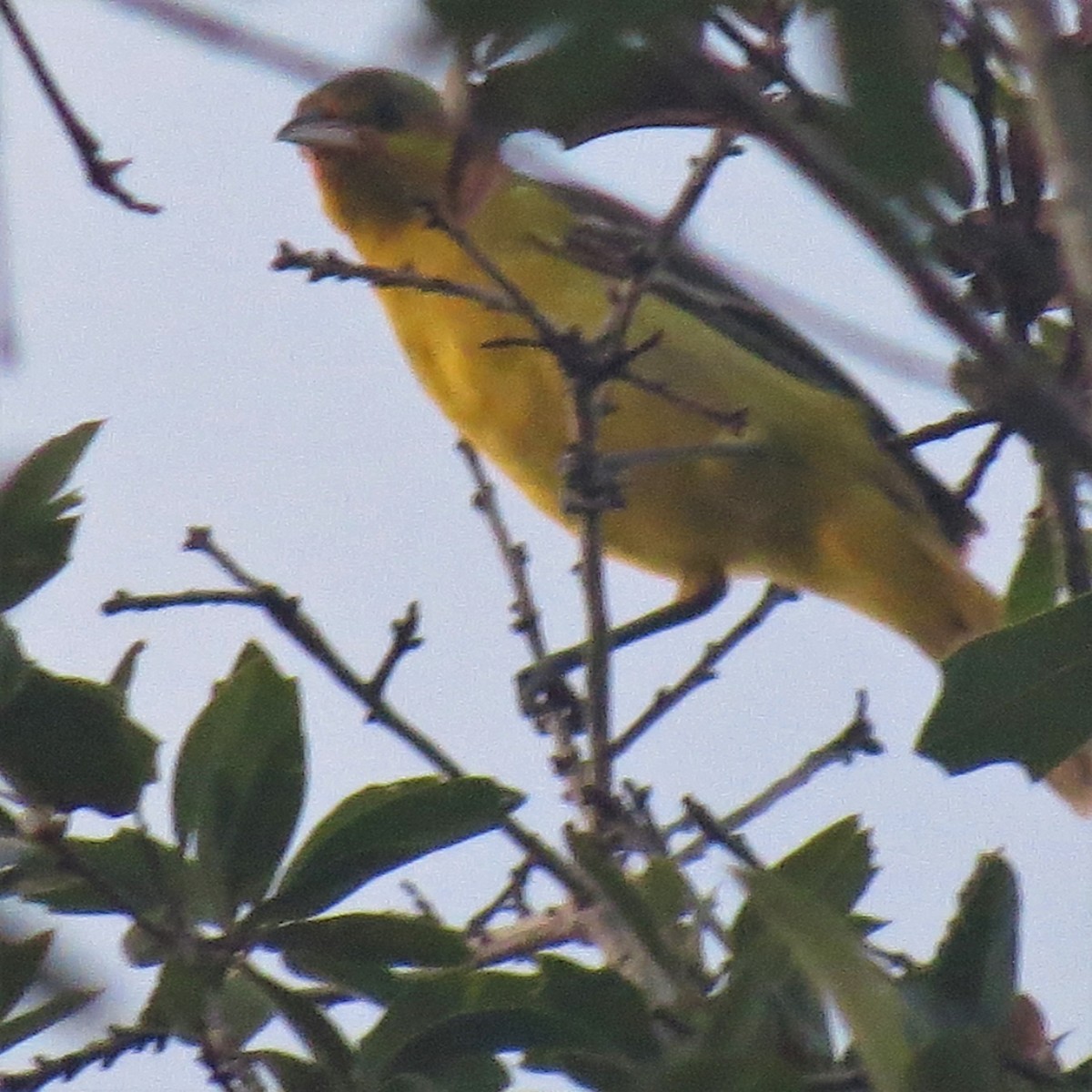 Orchard Oriole - ML115017161
