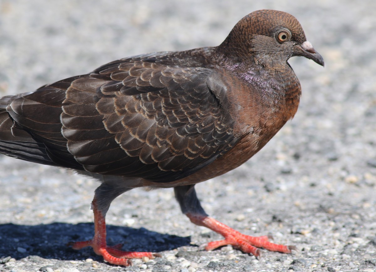 Rock Pigeon (Feral Pigeon) - Shawn Billerman