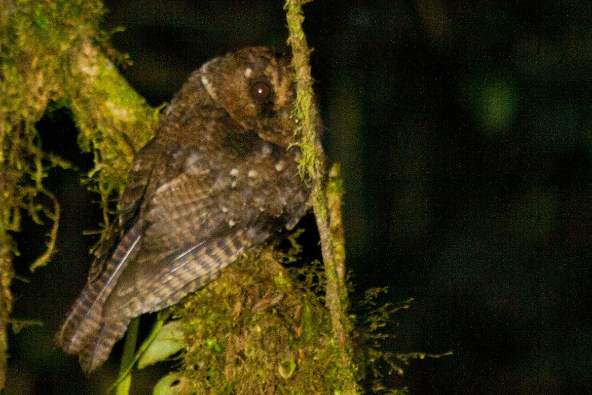 Mountain Owlet-nightjar - Sue Wright