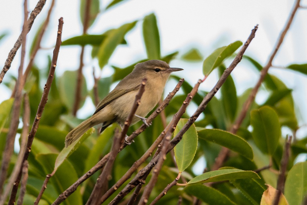 Noronha Vireo - ML115020101