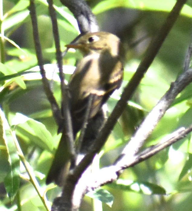 Western Flycatcher (Pacific-slope) - ML115021861