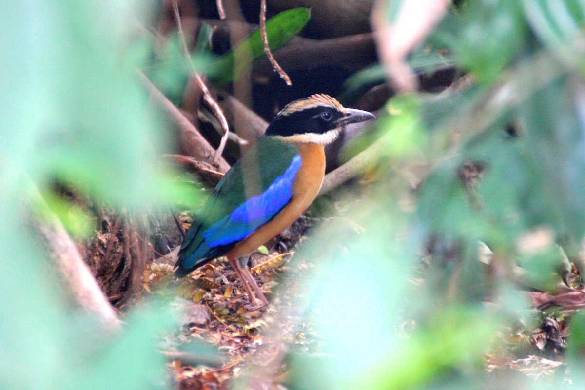 Brève à ailes bleues - ML115022711