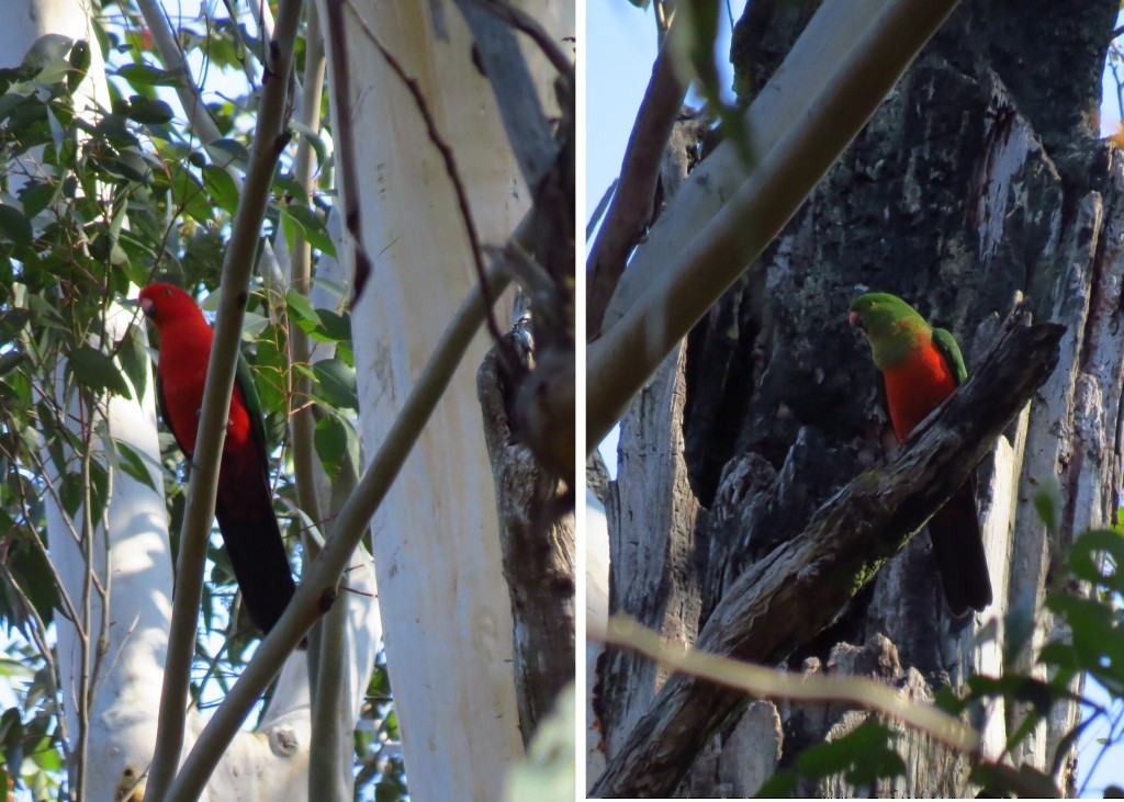 Australian King-Parrot - ML115022721