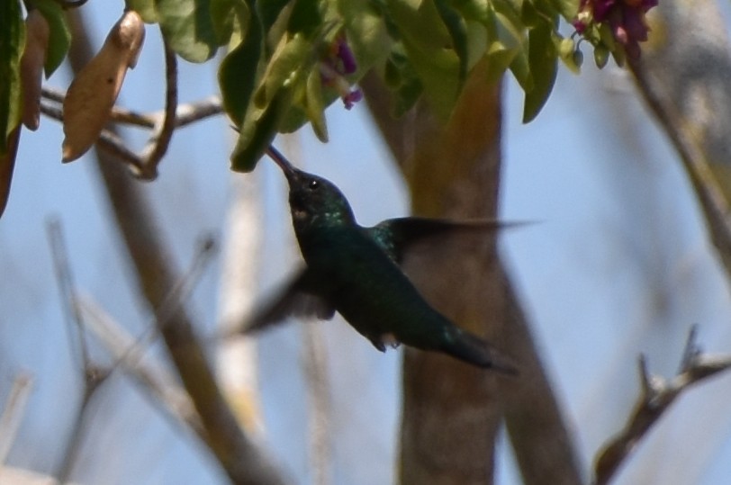 hummingbird sp. - Nancee Cobb