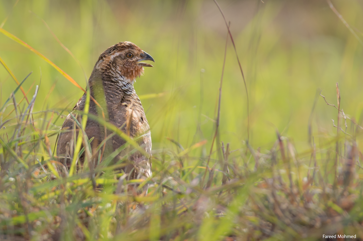 Rock Bush-Quail - ML115028311